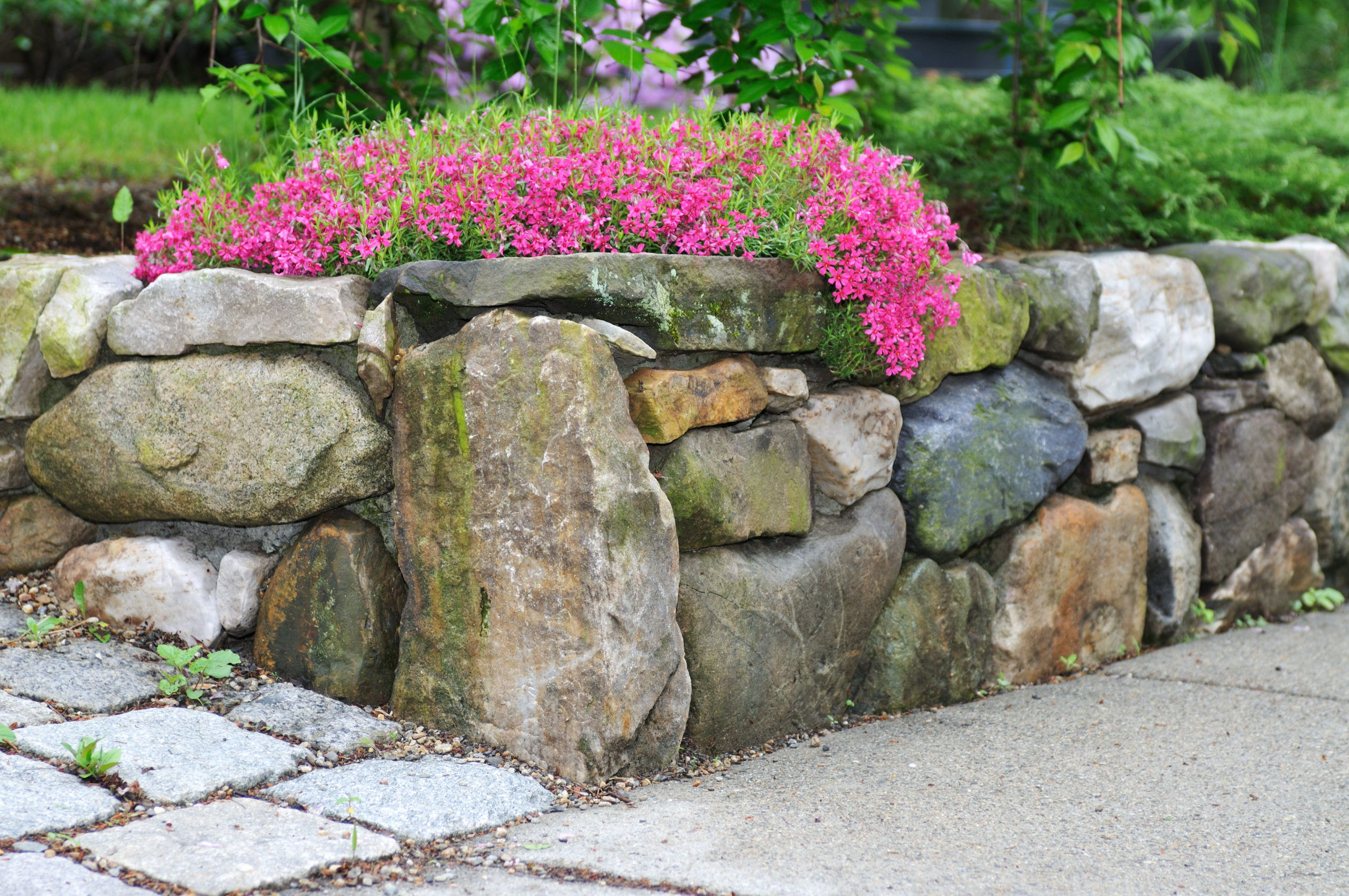 Rustic Field Stone Retaining Wall And Pink Phlox